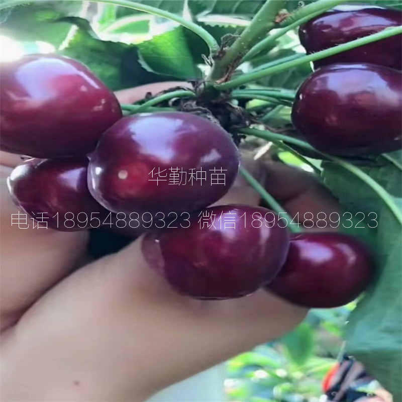 5公分大櫻桃樹如何在北方過(guò)冬 美早大櫻桃的畝產(chǎn)量是多少