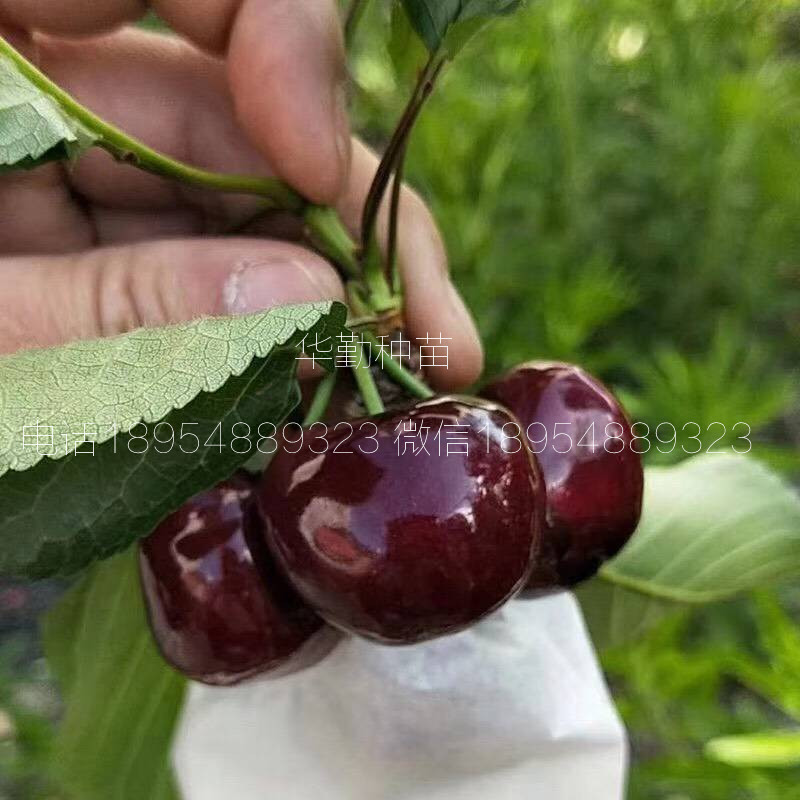 當年掛果的大櫻桃品種種植技術 美早大櫻桃的畝產(chǎn)量是多少