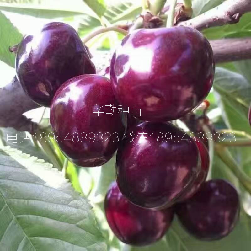 當年掛果的大櫻桃品種種植技術 美早大櫻桃的畝產(chǎn)量是多少