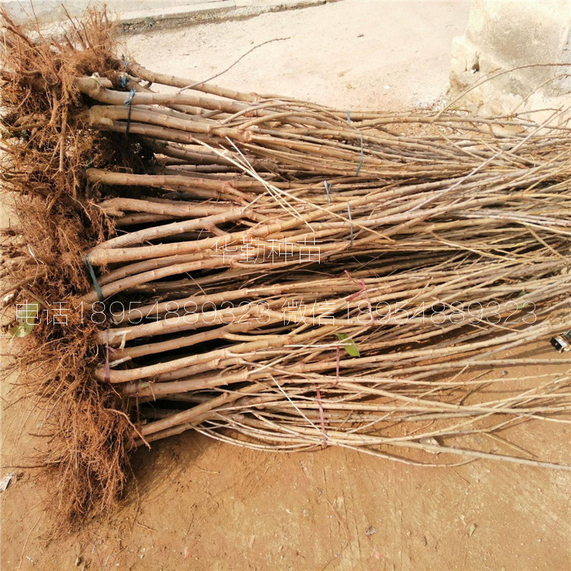 當年掛果的大櫻桃品種種植技術 美早大櫻桃的畝產(chǎn)量是多少