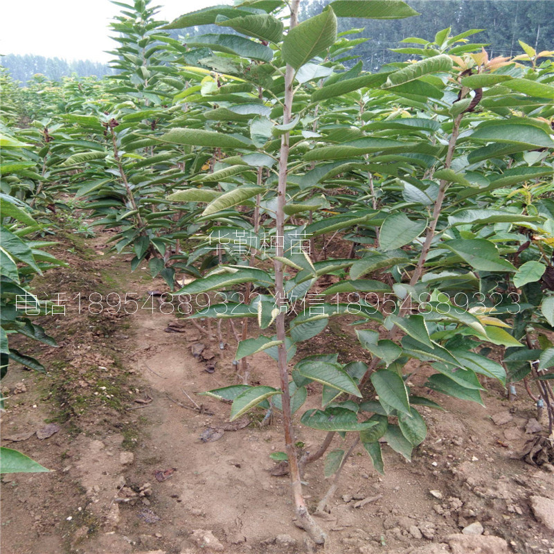 當年掛果的大櫻桃品種種植技術 美早大櫻桃的畝產(chǎn)量是多少