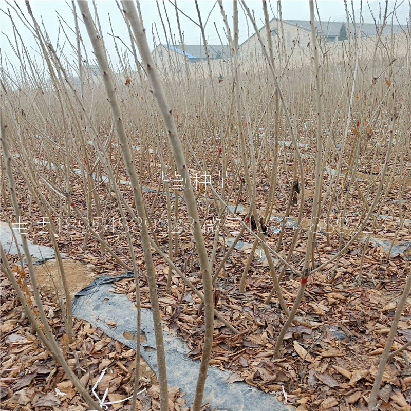 當(dāng)年掛果的大櫻桃品種  種植技術(shù)