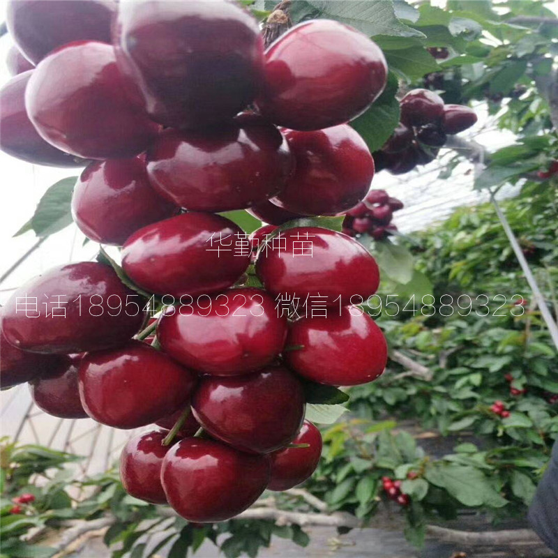 當年掛果的大櫻桃品種種植技術 美早大櫻桃的畝產(chǎn)量是多少