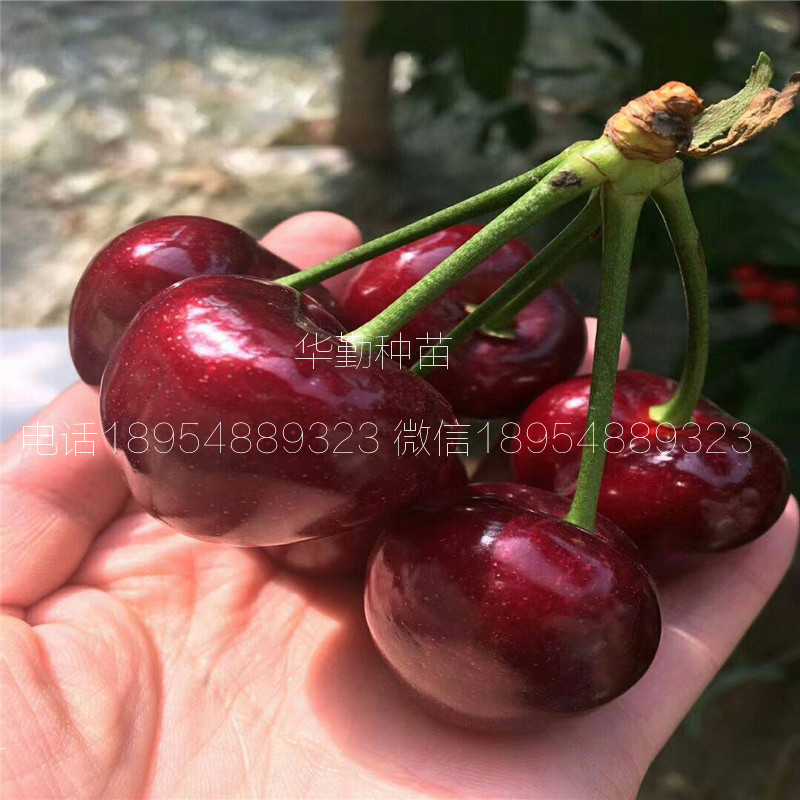 5公分大櫻桃樹如何在北方過(guò)冬 美早大櫻桃的畝產(chǎn)量是多少