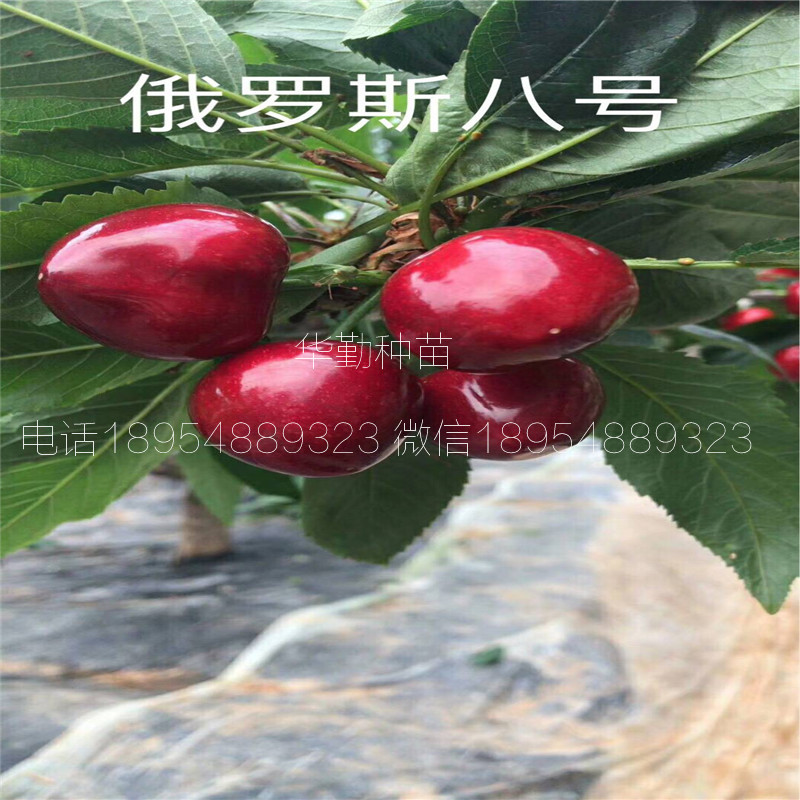 5公分大櫻桃樹多少錢一棵 美早大櫻桃果實口感怎么樣