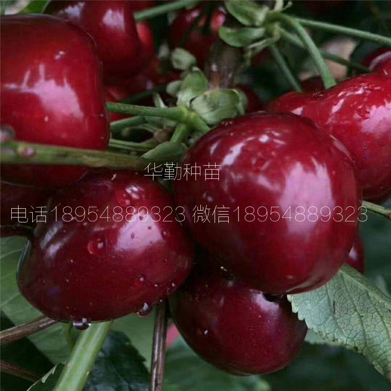 5公分大櫻桃樹如何在北方過(guò)冬 美早大櫻桃的畝產(chǎn)量是多少