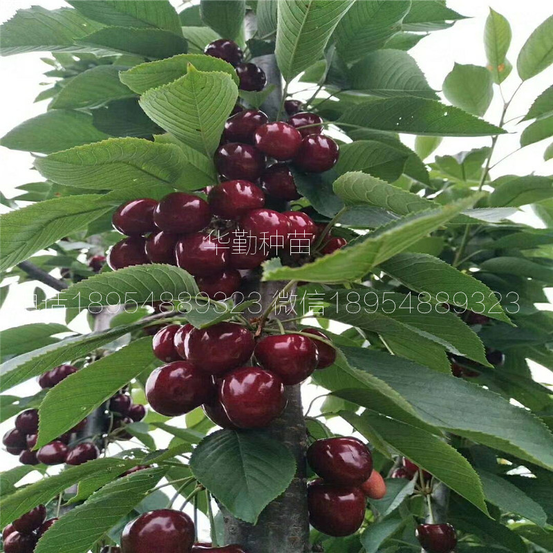 5公分大櫻桃樹多少錢一棵 美早大櫻桃果實口感怎么樣