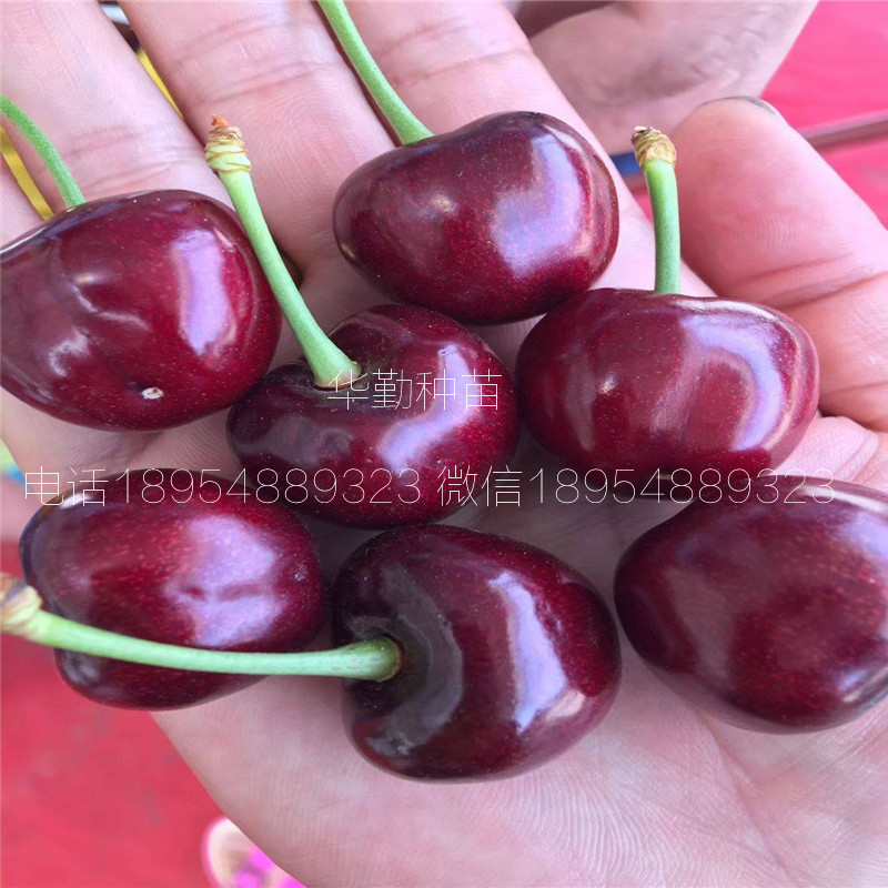 5公分大櫻桃樹如何在北方過(guò)冬 美早大櫻桃的畝產(chǎn)量是多少