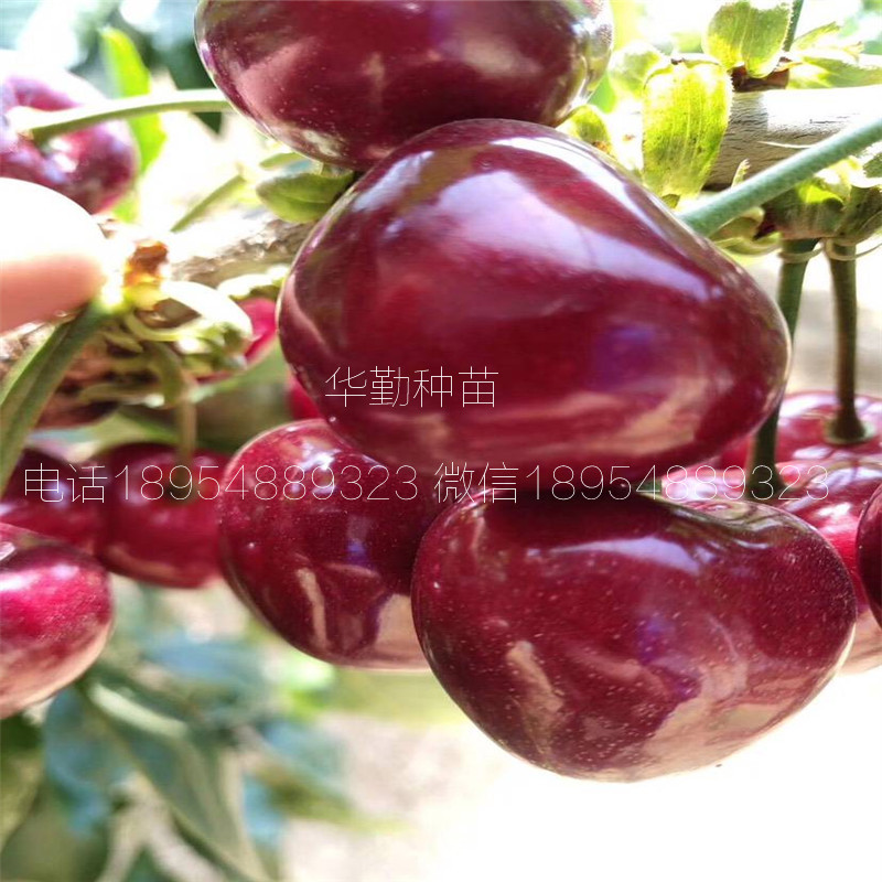 5公分大櫻桃樹多少錢一棵 美早大櫻桃果實口感怎么樣