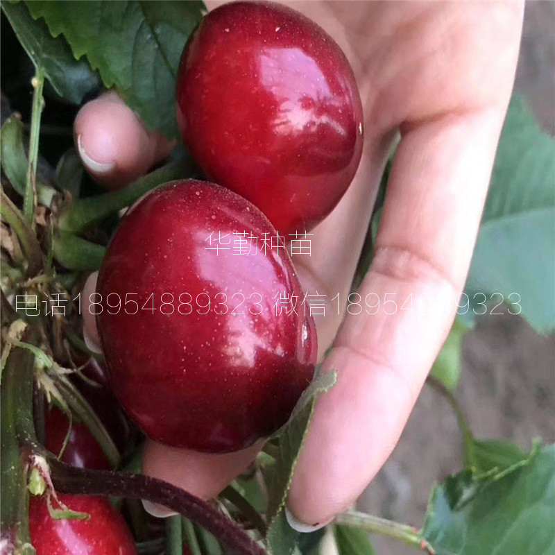 5公分大櫻桃樹如何在北方過(guò)冬 美早大櫻桃的畝產(chǎn)量是多少