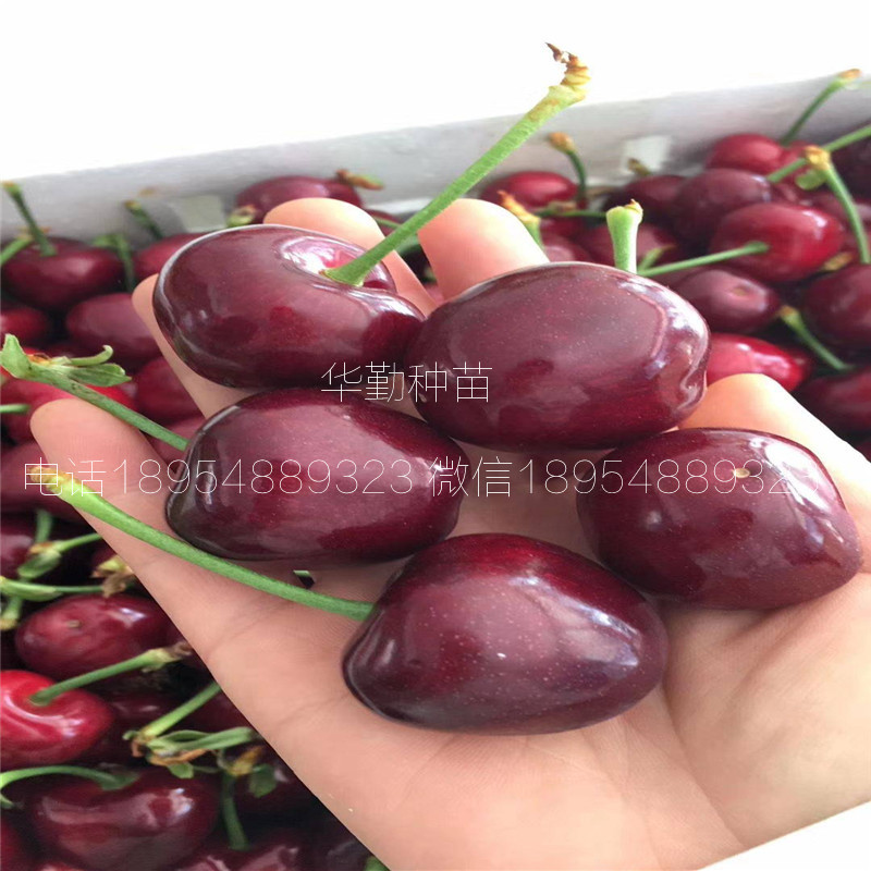 當年掛果的大櫻桃品種種植技術 美早大櫻桃的畝產(chǎn)量是多少