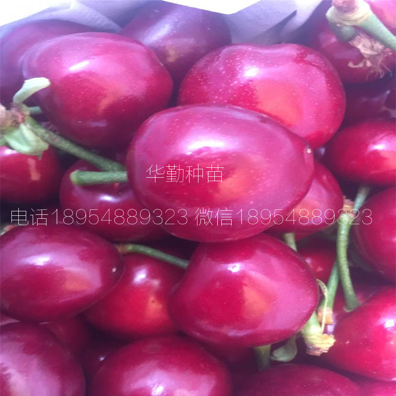 5公分大櫻桃樹如何在北方過(guò)冬 美早大櫻桃的畝產(chǎn)量是多少