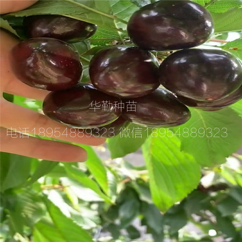 當年掛果的大櫻桃品種種植技術 美早大櫻桃的畝產(chǎn)量是多少