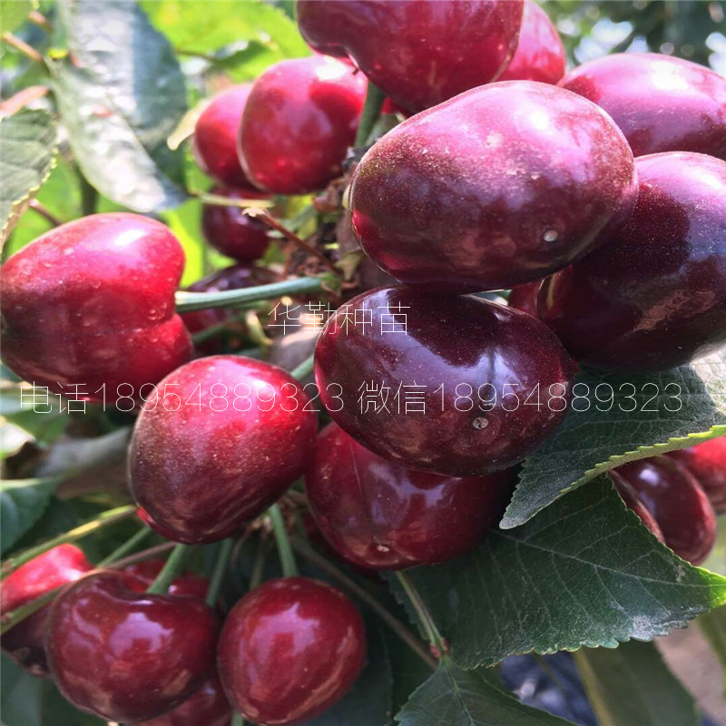 當年掛果的大櫻桃品種種植技術 美早大櫻桃的畝產(chǎn)量是多少