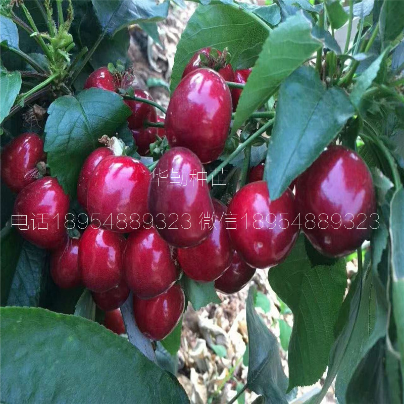 當(dāng)年掛果的大櫻桃品種  種植技術(shù)