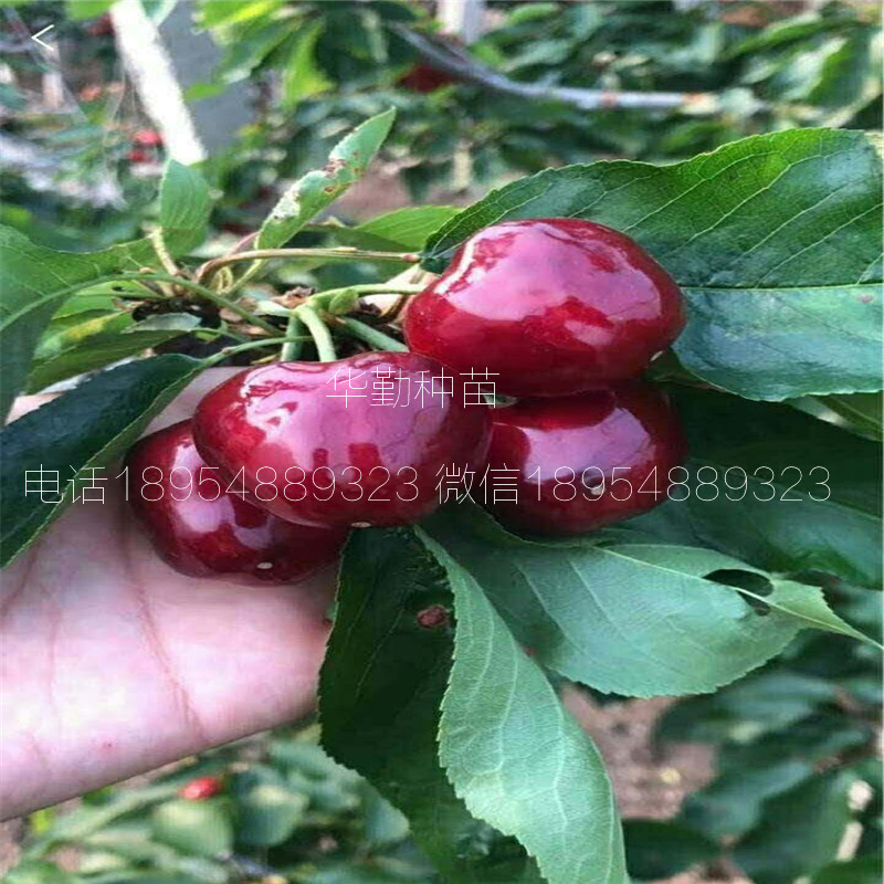 當年掛果的大櫻桃品種種植技術 美早大櫻桃的畝產(chǎn)量是多少