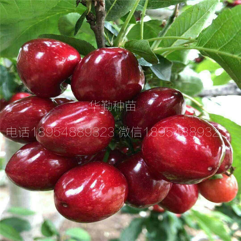 當年掛果的大櫻桃品種種植技術 美早大櫻桃的畝產(chǎn)量是多少
