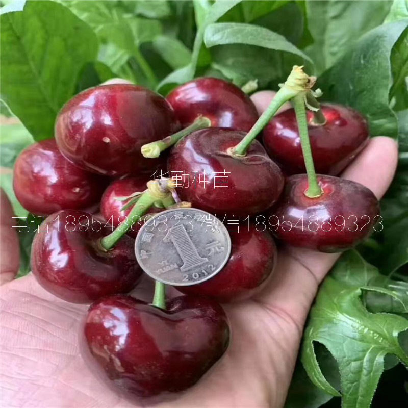 5公分大櫻桃樹如何在北方過(guò)冬 美早大櫻桃的畝產(chǎn)量是多少