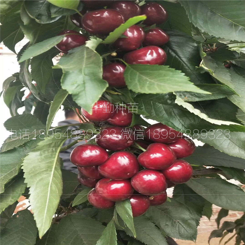 5公分大櫻桃樹如何在北方過(guò)冬 美早大櫻桃的畝產(chǎn)量是多少