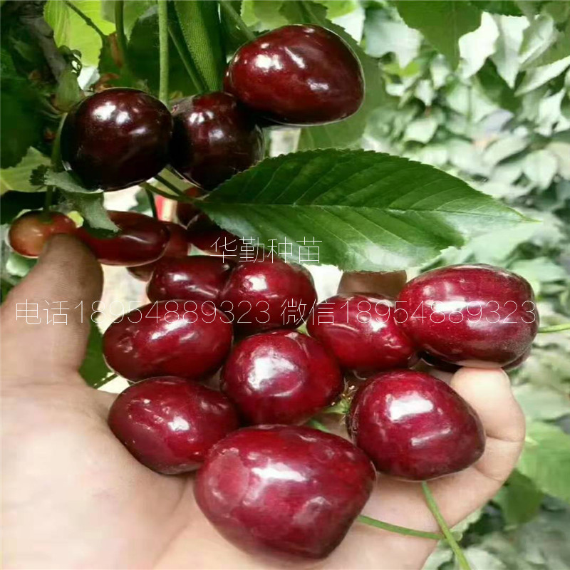 5公分大櫻桃樹如何在北方過(guò)冬 美早大櫻桃的畝產(chǎn)量是多少