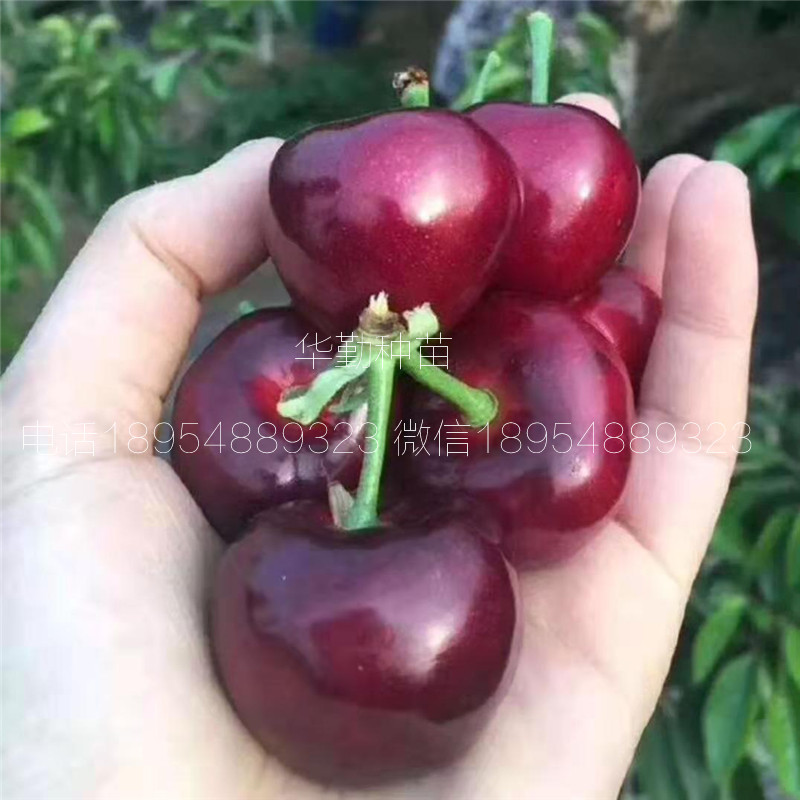 當年掛果的大櫻桃品種種植技術 美早大櫻桃的畝產(chǎn)量是多少