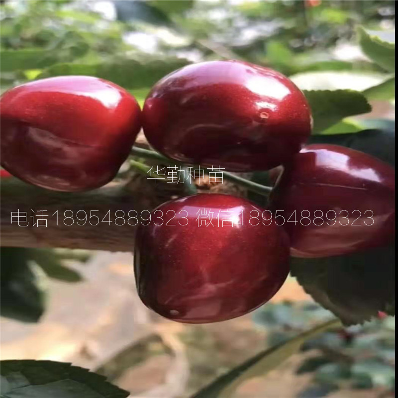 當(dāng)年掛果的大櫻桃品種  品種介紹