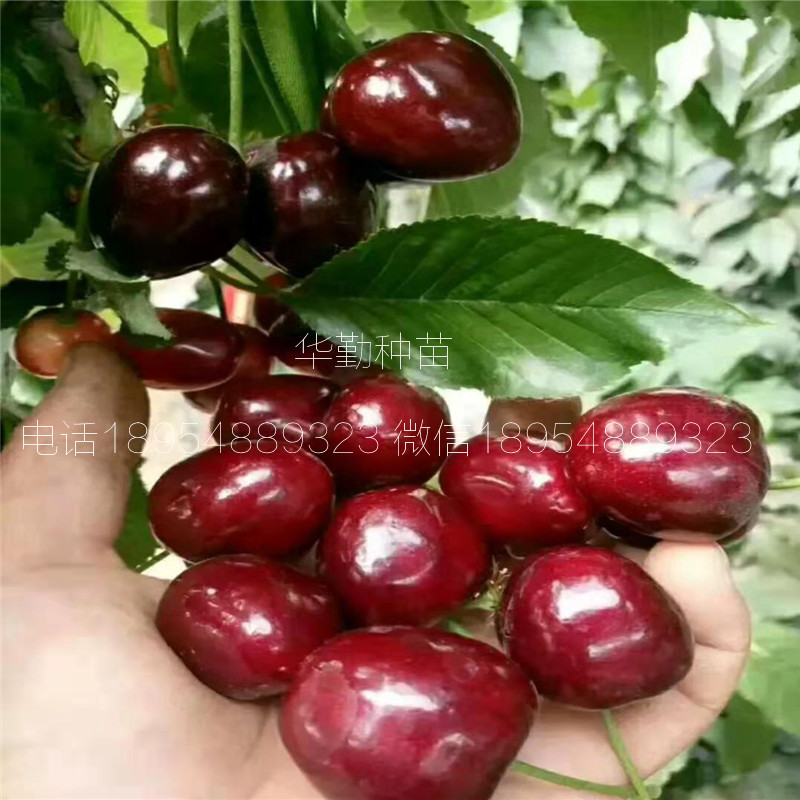 當年掛果的大櫻桃品種種植技術 美早大櫻桃的畝產(chǎn)量是多少