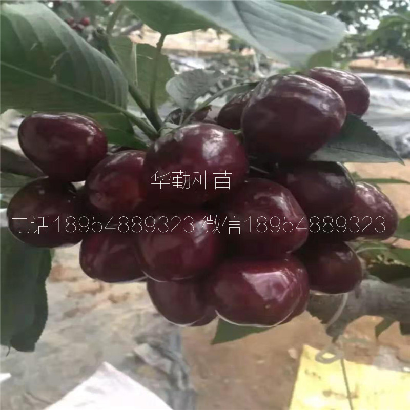 當(dāng)年掛果的大櫻桃品種品種 美早大櫻桃成熟期