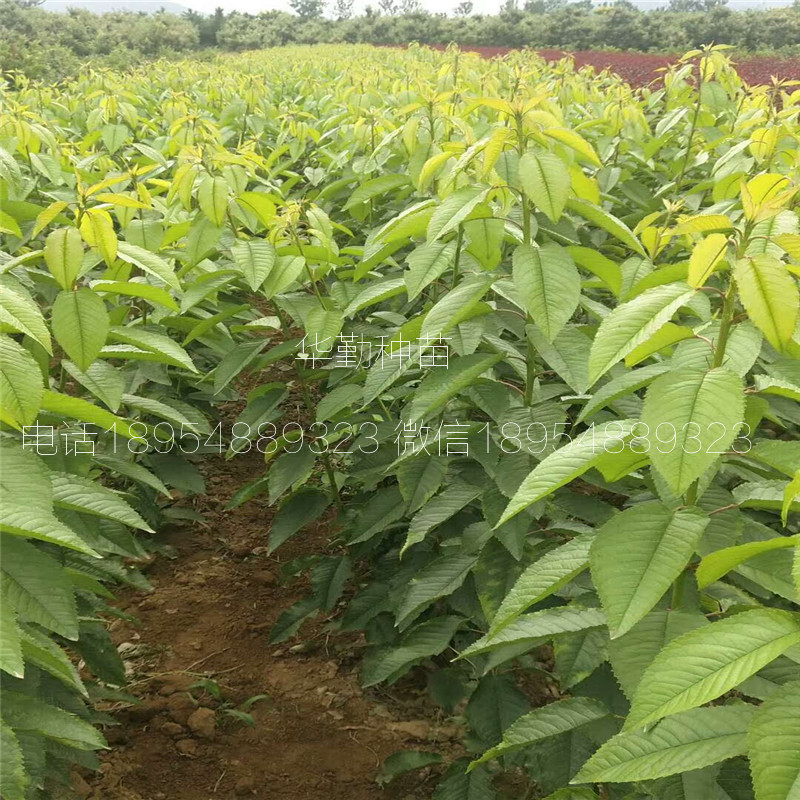 當年掛果的大櫻桃品種種植技術 美早大櫻桃的畝產(chǎn)量是多少