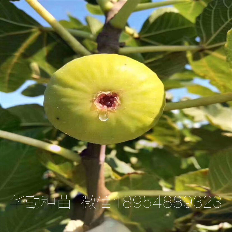 青皮小苗  育苗基地