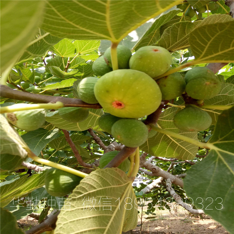 大青皮盆栽無花果苗  價(jià)格是多少