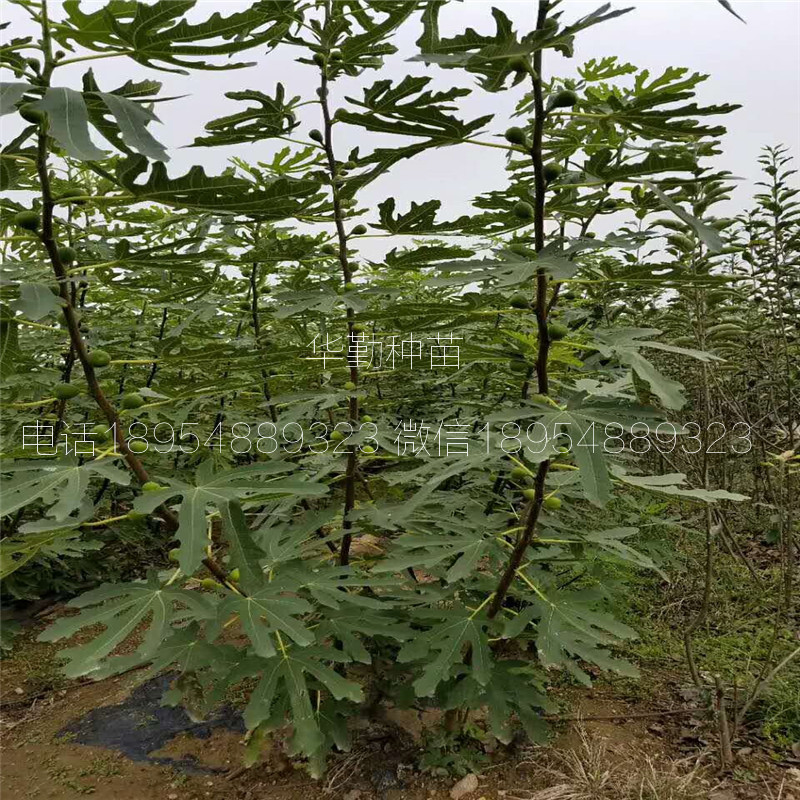 盆栽青皮無(wú)花果苗  2019年真實(shí)報(bào)價(jià)