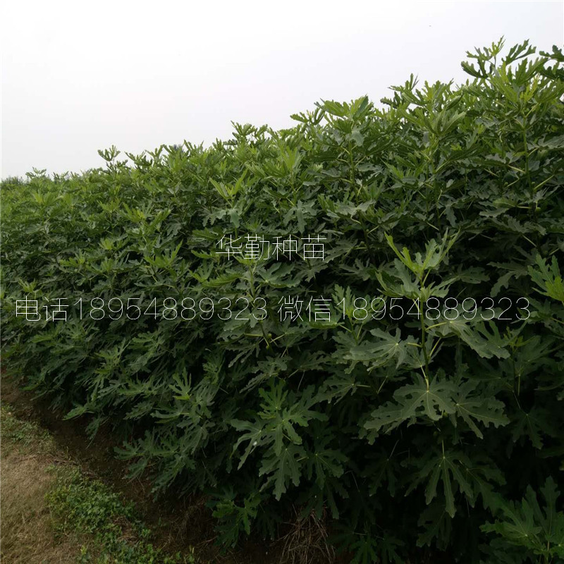 大青皮盆栽無(wú)花果苗  產(chǎn)地批發(fā)價(jià)格