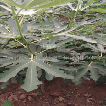 青皮小苗育苗場