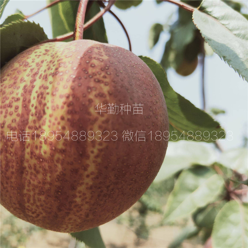 七彩紅梨樹苗新報價