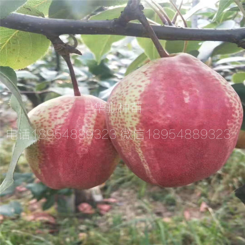 晚熟紅梨品種品種介紹
