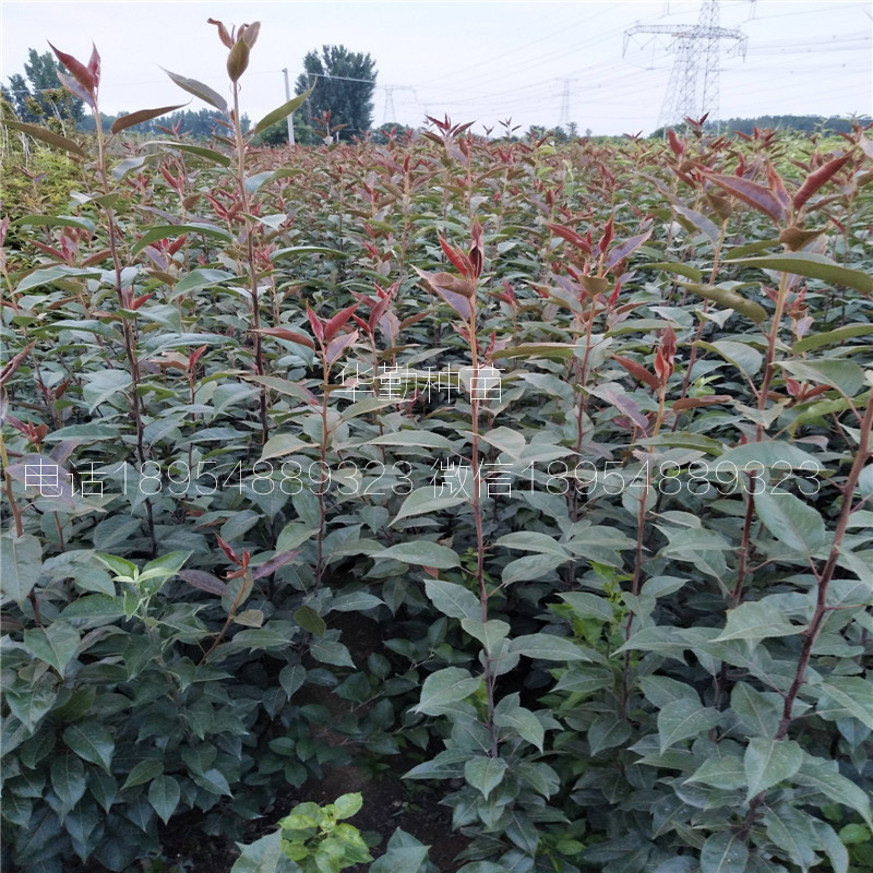 早酥紅梨苗品種介紹