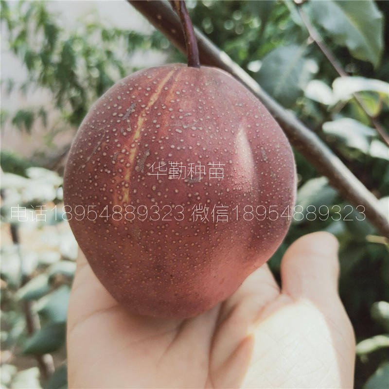 彩虹梨樹(shù)苗多少錢一棵