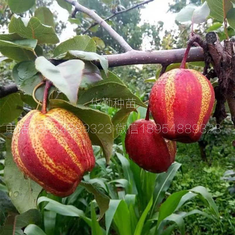 早酥紅梨苗圖文介紹