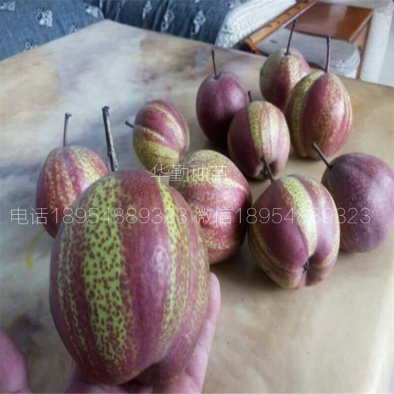 新品種梨樹苗幾月份成熟