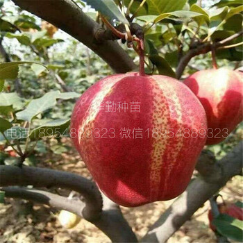 七彩紅梨樹苗批發(fā)