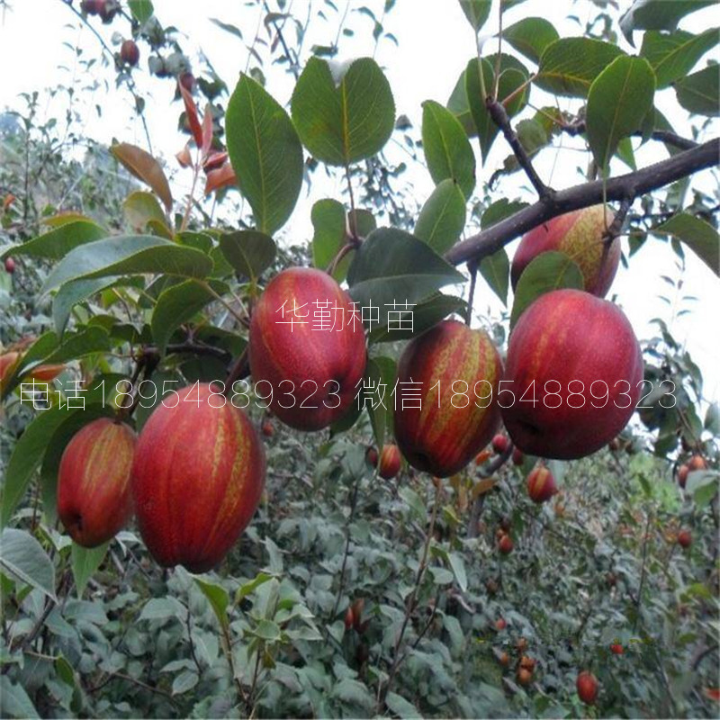 早酥紅梨苗市場(chǎng)前景