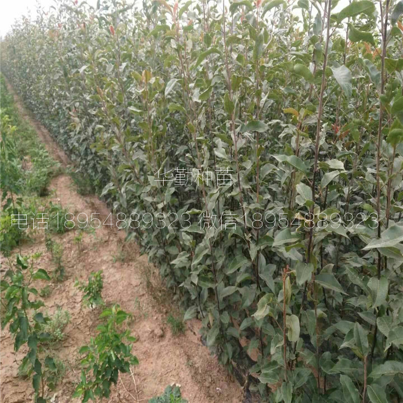 山東紅梨樹(shù)苗圖文介紹