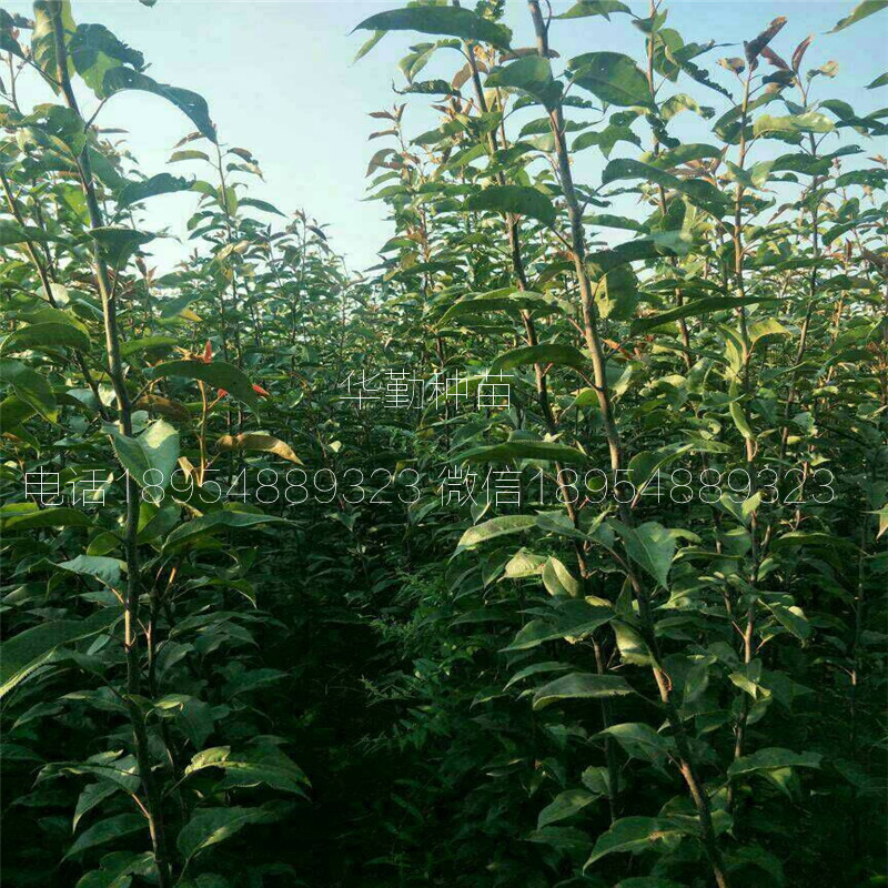 山東紅梨樹(shù)苗圖文介紹