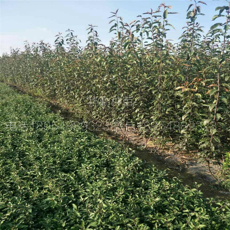 早酥紅梨苗市場(chǎng)前景