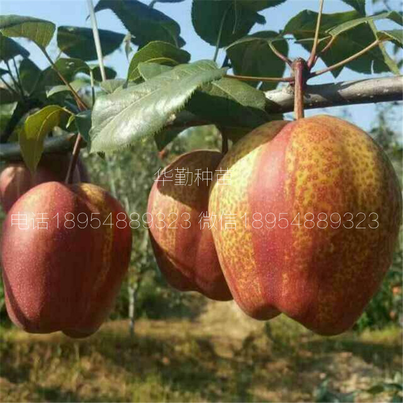 泰安紅梨樹苗什么時候種植