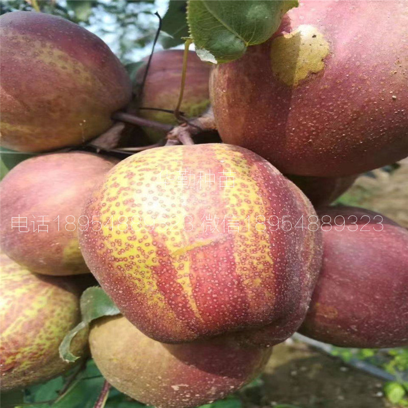 早酥紅梨苗幾月成熟