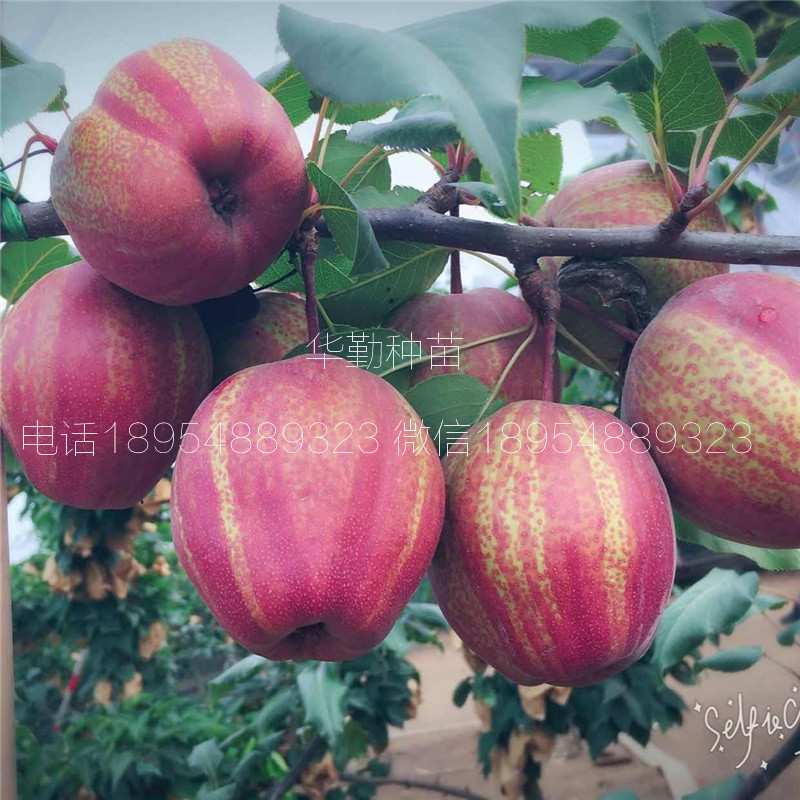 早酥紅梨苗圖文介紹