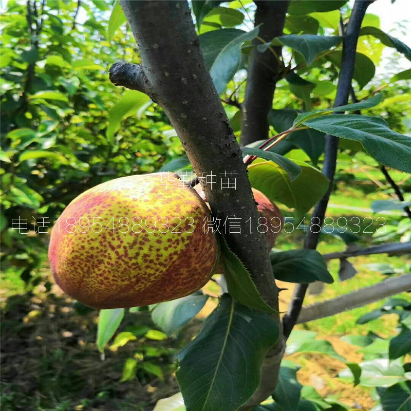 早熟紅梨品種種植技術(shù)