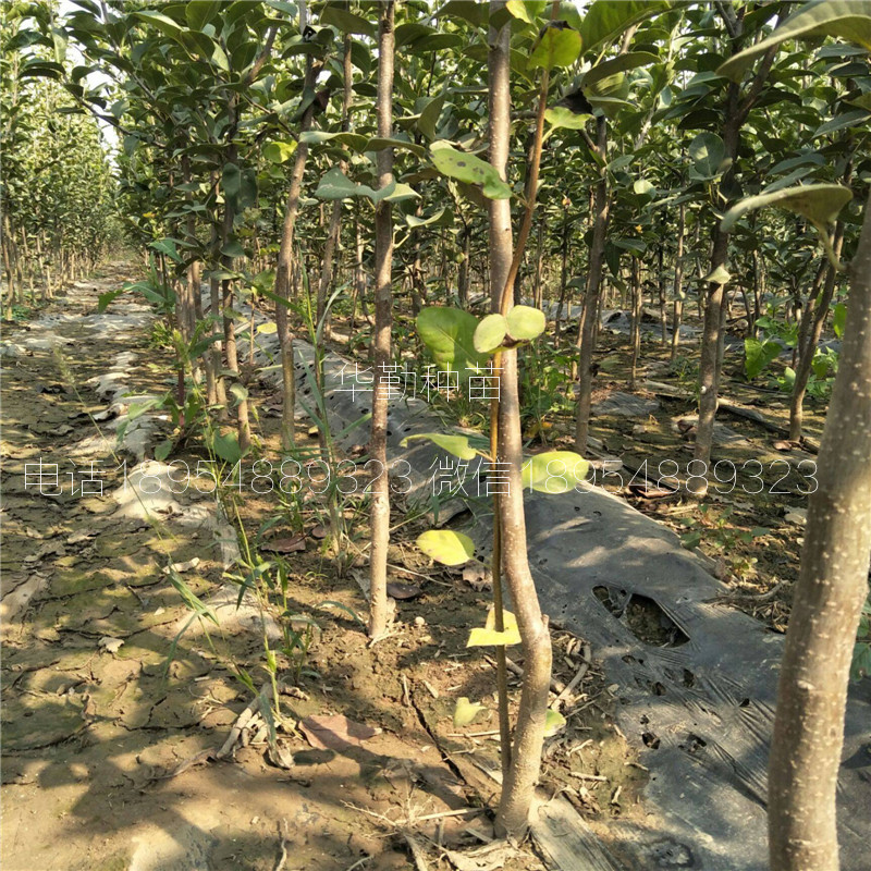 彩虹梨樹(shù)苗批發(fā)